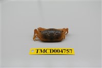 藏品(隆背大眼蟹)的圖片